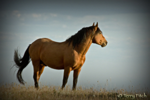photo by Terry Fitch of Wild Horse Freedom Federation